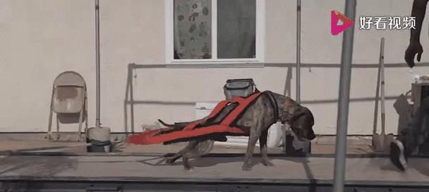 打造凶猛比特犬的秘诀（训练、饮食和社交是关键）