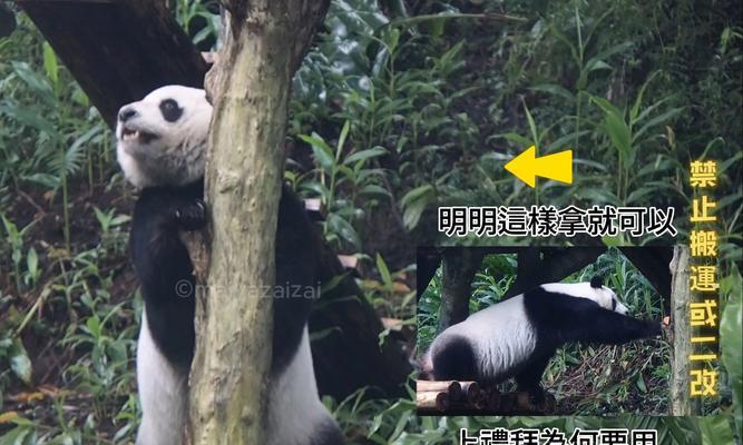 拥抱健康，以熊猫拿拿推拿怎么样？（探索熊猫拿拿推拿的独特疗效，让身心得到极致舒缓）