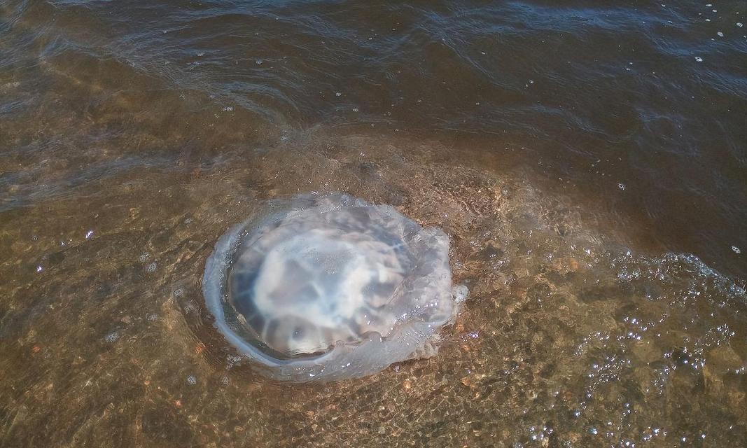 水母死亡的现象及原因分析（揭秘水母生命终结的奥秘与发生规律）