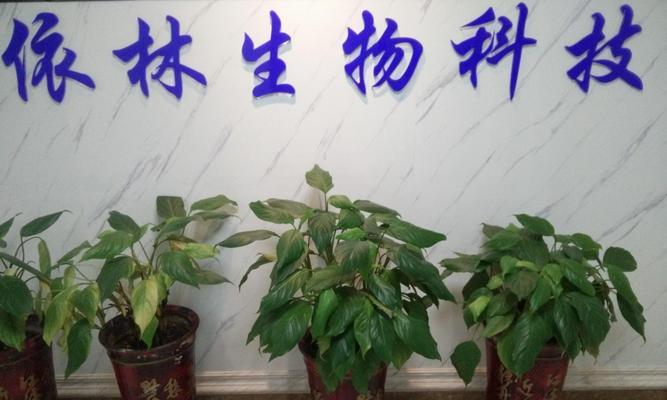 捷信福袋（揭秘捷信福袋的神奇魅力，享受超乎想象的购物体验）