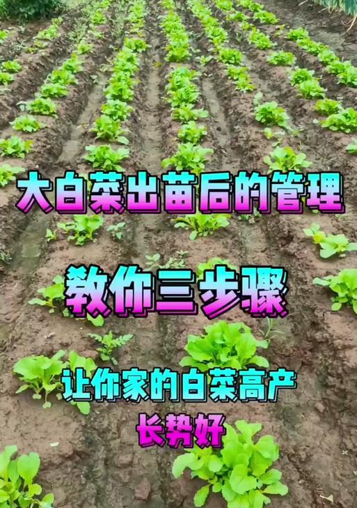手机大白菜U盘装系统教程（快速实现手机系统升级，为你的手机带来新的体验）